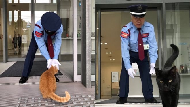 2 kedi, 2 yıldır sanat müzesine girmeye çalışıyor