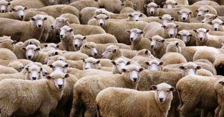 300 koyun projesinden sadece 1667 kişi yararlanabilecek