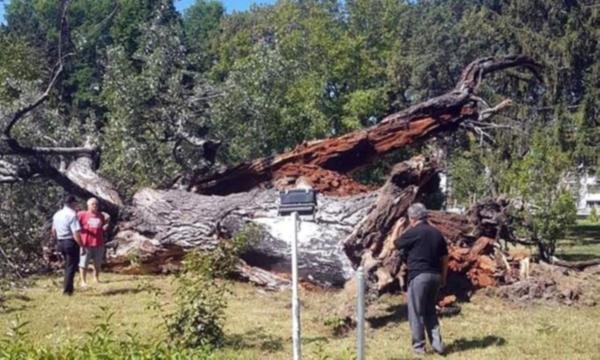 529 yıllık kavak ağacı devrildi