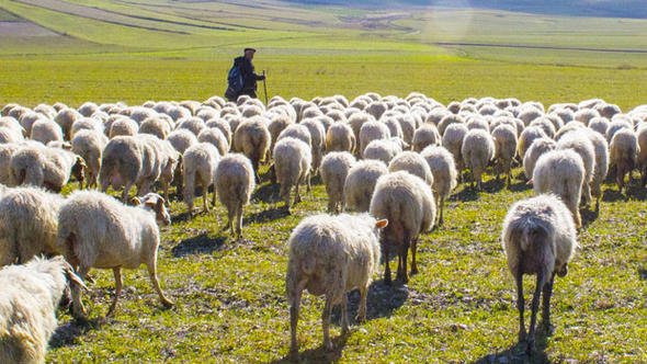 6 bin lira maaşla çalışacak çoban bulunamıyor