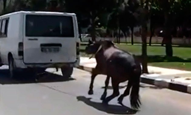 Atı minibüsün arkasına bağlayıp koşturdu!