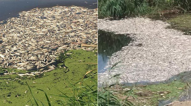 Büyük Menderes Nehri'nde toplu balık ölümleri yaşanmaya başladı