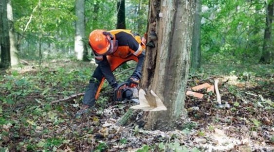 Çorlu'da kum ocağı için 180 bin ağaç kesilecek