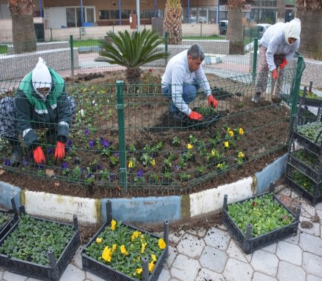 Dikili Belediyesi kendi çiçeğini üretiyor