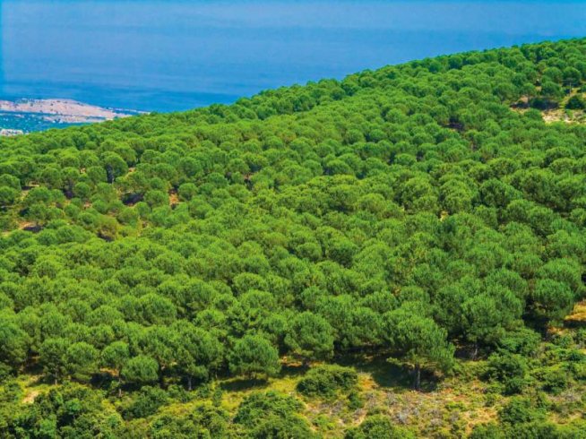 Doğa talanını 'ücretli poşete' sığdırmışlar!