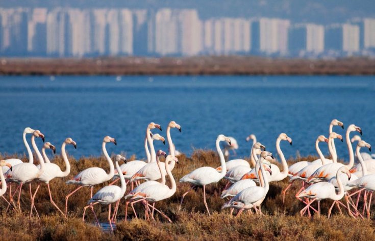 Flamingoların hukuk zaferi: Körfez Geçiş Projesi hakkında yürütmeyi durdurma kararı verildi