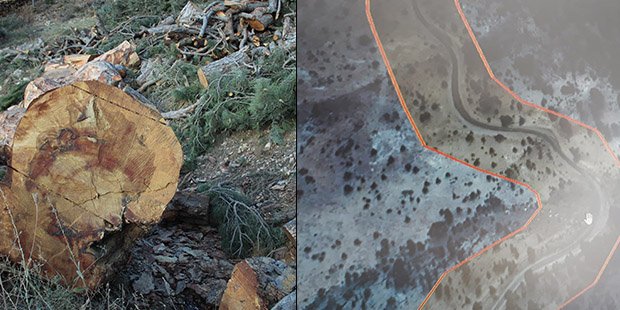 Karaman'da yol çalışması nedeniyle asırlık ağaçlar kesildi
