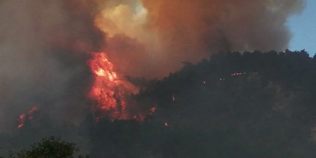 Kastamonu'daki orman yangınında 20 dönümlük alan kül oldu