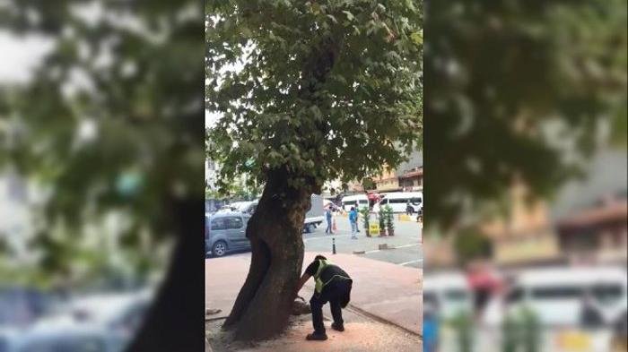 Rize’de 'dükkanların önünü kapattığı' gerekçesiyle 200 yıllık çınarı kestiler