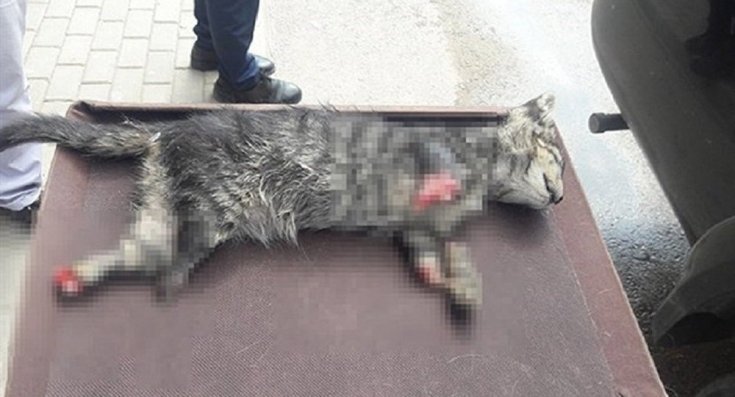 Sakarya'nın ardından bir vahşet de Bursa'dan: 4 ayağı kesilmiş yavru kedi ölü bulundu