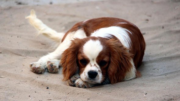 Sınırda yakalanan köpeklerin fiyatları yüksek bulununca alan çıkmadı