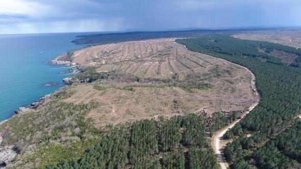 Sinop'ta nükleer santral için kesilen ağaç sayısı 650 bini aştı