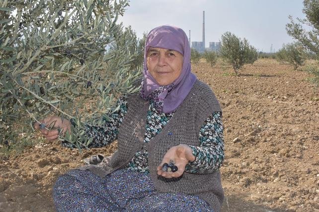 Termik santral için 6 bin ağacın katledildiği Yırca'da yeniden dikilen zeytin ağaçları 4 yıl sonra ilk hasadını verdi