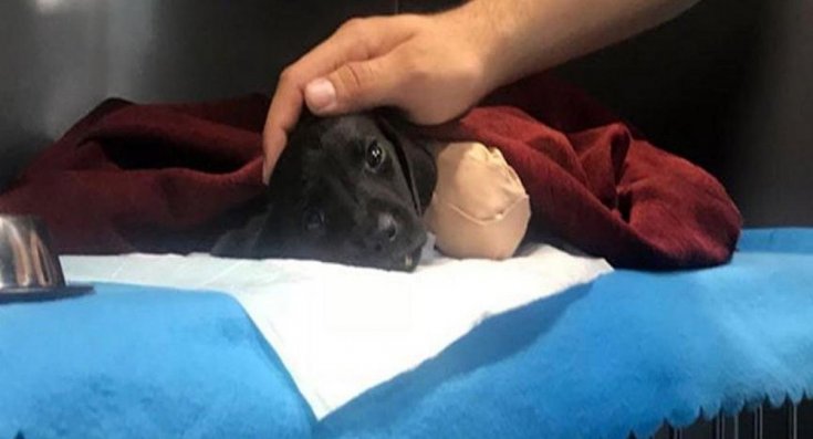 Yavru köpek olayında kepçe operatörü tutuklandı