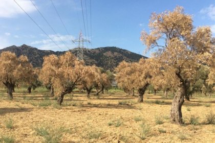 Aydın'da JES yakınındaki 1500 zeytin ve incir ağacı kurudu