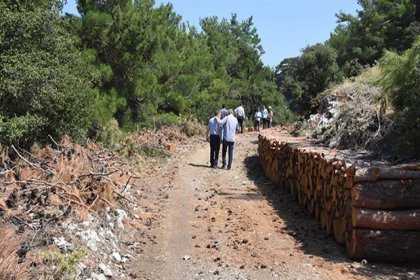 İzmir'de kalker ocağı için çok sayıda çam ağacı kesildi