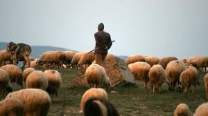 4,5 milyon işsizi olan Türkiye, Afganistan'dan çoban ithal edecek