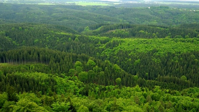 AB coğrafyasının yüzde 43’ü orman