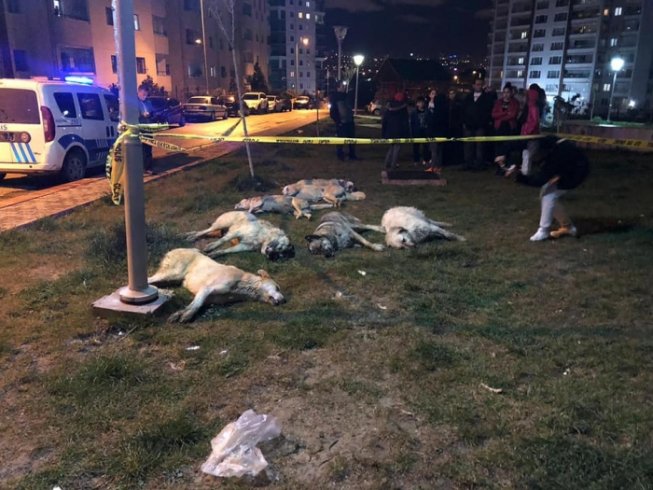 Ankara Batıkent'te 13 köpek zehirlenerek katledildi
