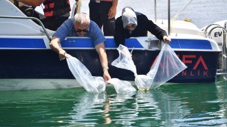 Ankara Büyükşehir Belediyesi göl ve göletlerde balıklandırma çalışmalarını tamamladı