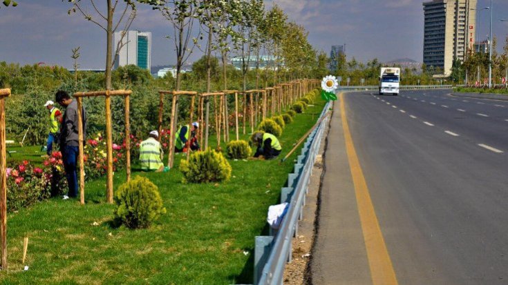 Ankara Büyükşehir Belediyesi ithal ağaç dönemine son verdi