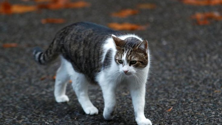 Avustralya, iki milyon başıboş kediyi öldürmek için havadan zehirli sosis atıyor