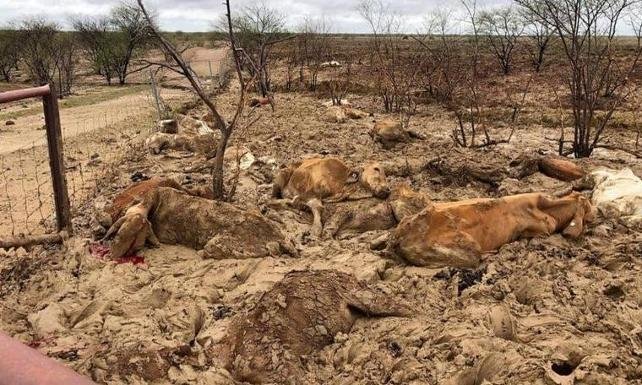 Avustralya'da 500 bin inek 7 yıl süren kuraklıktan kurtuldu, selde öldü