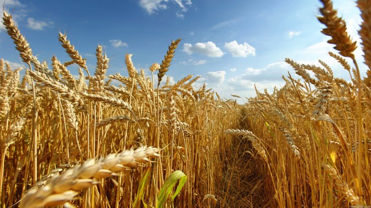 Buğday'da alarm: 1.7 milyon hektar arazi boş kaldı!