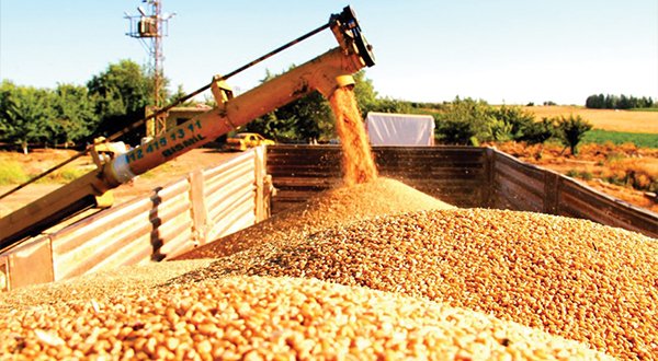Buğday alım fiyatlarındaki yüzde 29’luk artış, çiftçinin beklentilerini karşılamadı