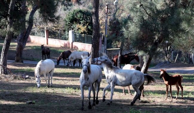 Büyükada'da Ruam hastalığı tespit edilen 81 at itlaf edildi, Adalar'a hayvan giriş çıkışı yasaklandı Büyükada'da Ruam hastalığı tespit edilen 81 at itlaf edildi, Adalar'a hayvan giriş çıkışı yasaklandı