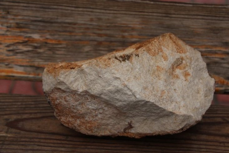 Cudi'de 12 milyon yıllık salyangoz fosili bulundu Cudi'de 12 milyon yıllık salyangoz fosili bulundu
