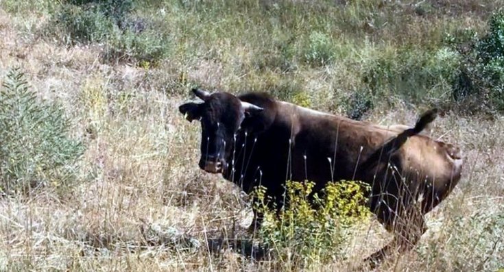 Erzincan'da Kurban Bayramı'ndan bir gün önce kaçan boğa bulundu, Ferdinand'ın yanına gönderilecek