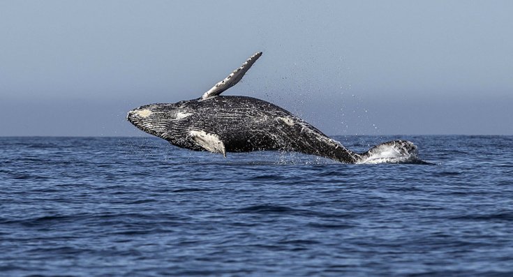 Filipinler'de 40 kilo plastik yutan yavru balina öldü