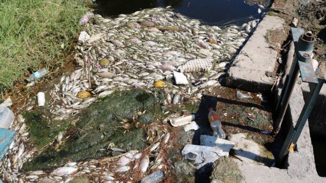 Foça ve Menemen'deki balık ölümleri Meclis gündeminde