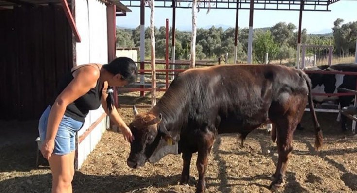 Geçen yıl kurban pazarından denize atlayarak kaçan boğa Ferdinand bu bayram çiftlikte