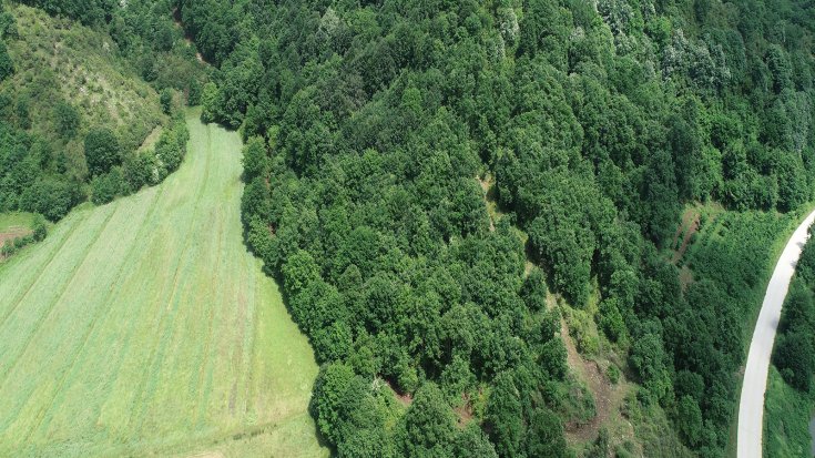 Kandıra'da taş ocağı için 5 bin ağaç kesilecek!
