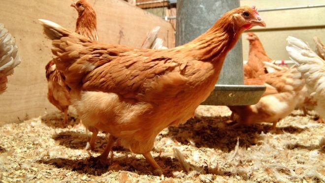 'Kanser ilacı yumurtlayan' tavuk yetiştirildi