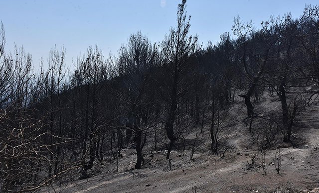Karabağlar'daki yangında 50 yıllık çam ağaçları yandı!