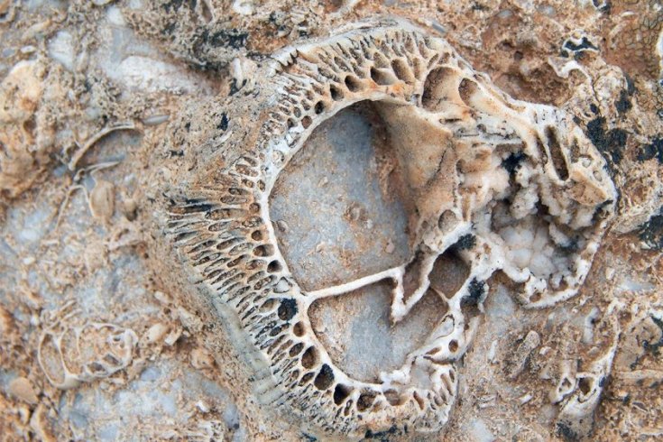 Konya’da 98 milyon yıllık fosil yatağı buldu
