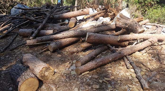 Marmaris’te doğa katliamı: Milli Park'taki ağaçları kestiler!