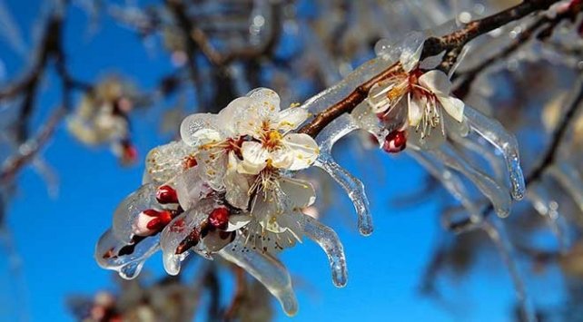 Meteoroloji'den zirai don uyarısı geldi