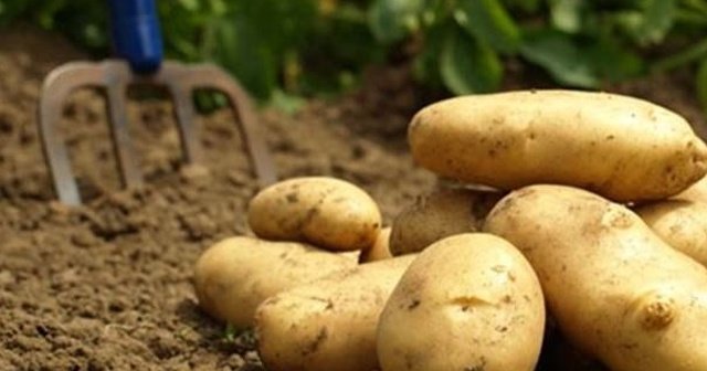 Patates üreticilerinden ithalatta verginin sıfırlanmasına tepki: Şu an ithalat yapmayı gerektirecek bir durum yok, adrese teslim bir kararname olmuş