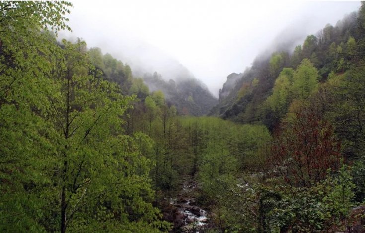 Rize'de bal ormanına taş ocağı açılmasına tepki