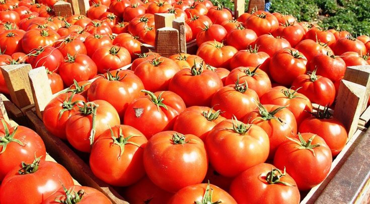 Rusya, 51 ton güveli domatesi Türkiye'ye iade etti