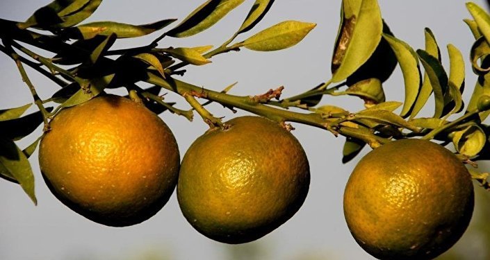 Rusya, Türkiye'den giden 25 ton mandalinayı geri çevirdi
