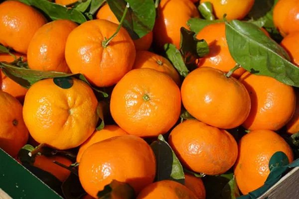 Rusya, Türkiye’den gönderilen 370 ton mandalinayı geri gönderdi