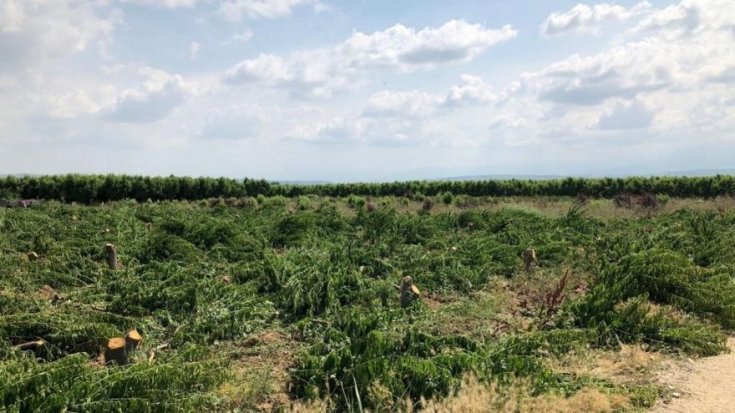 Tarım iflas noktasında: Bursalı çiftçi 3 bin 800 meyve ağacını kökünden kesti!