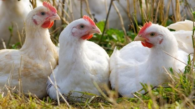 Tavuklar kümese giren tilkiyi 'birlik olup öldürdü'