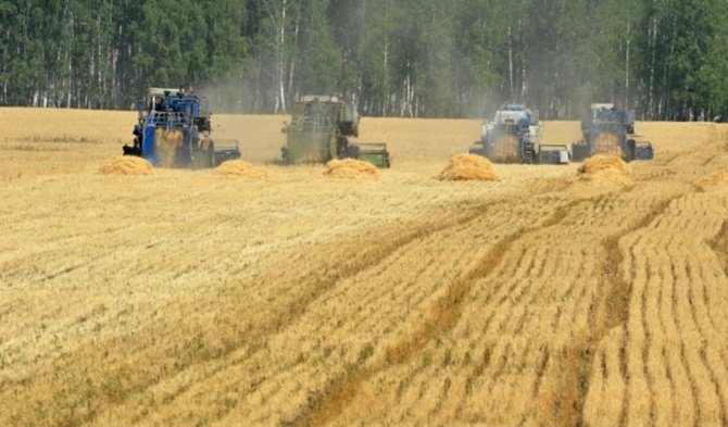 TMO'ya sıfır gümrükle 1.5 milyon ton buğday ithalat yetkisi
