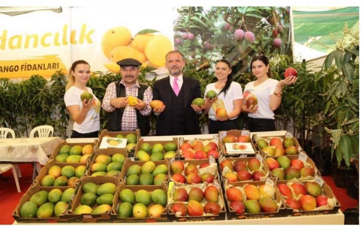 Türk çiftçisi Gazipaşa'da mango ile tanıştı